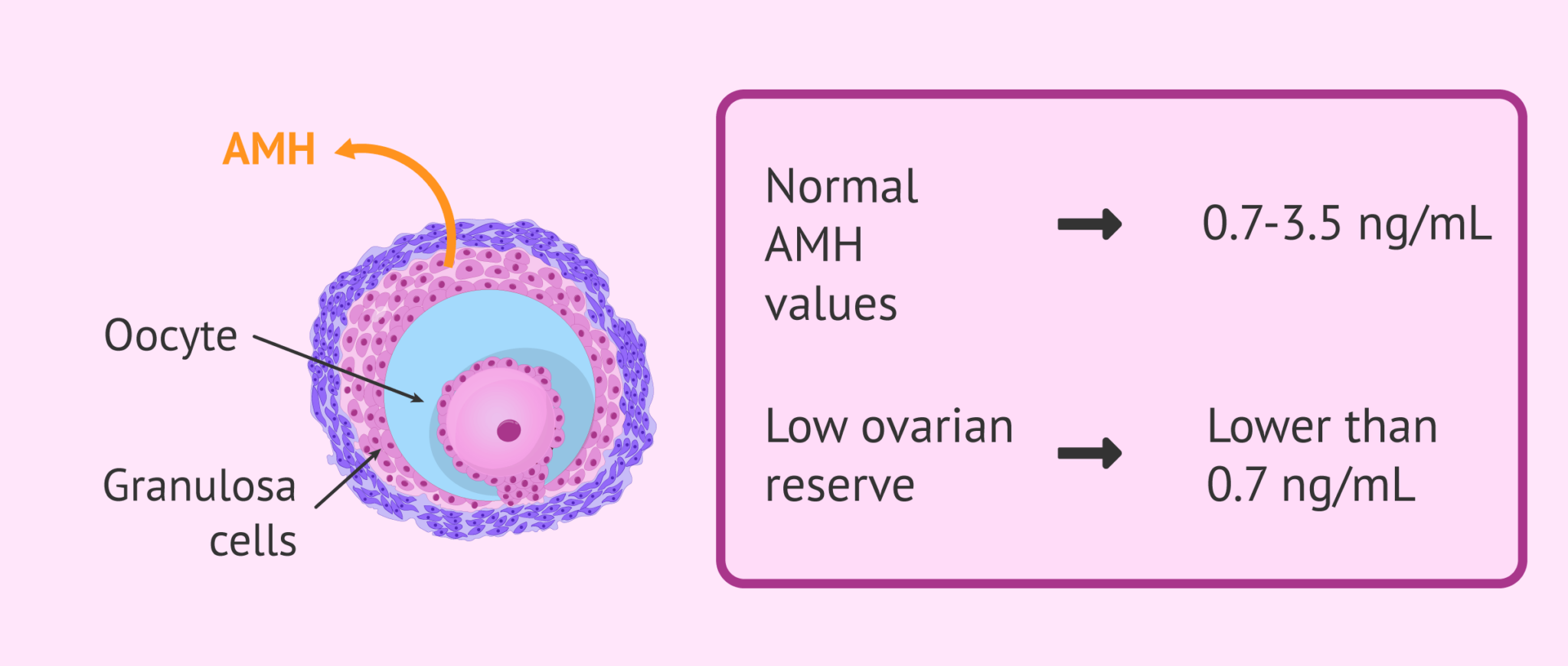AMH Anti Müllerian Hormon kaç olmalı?